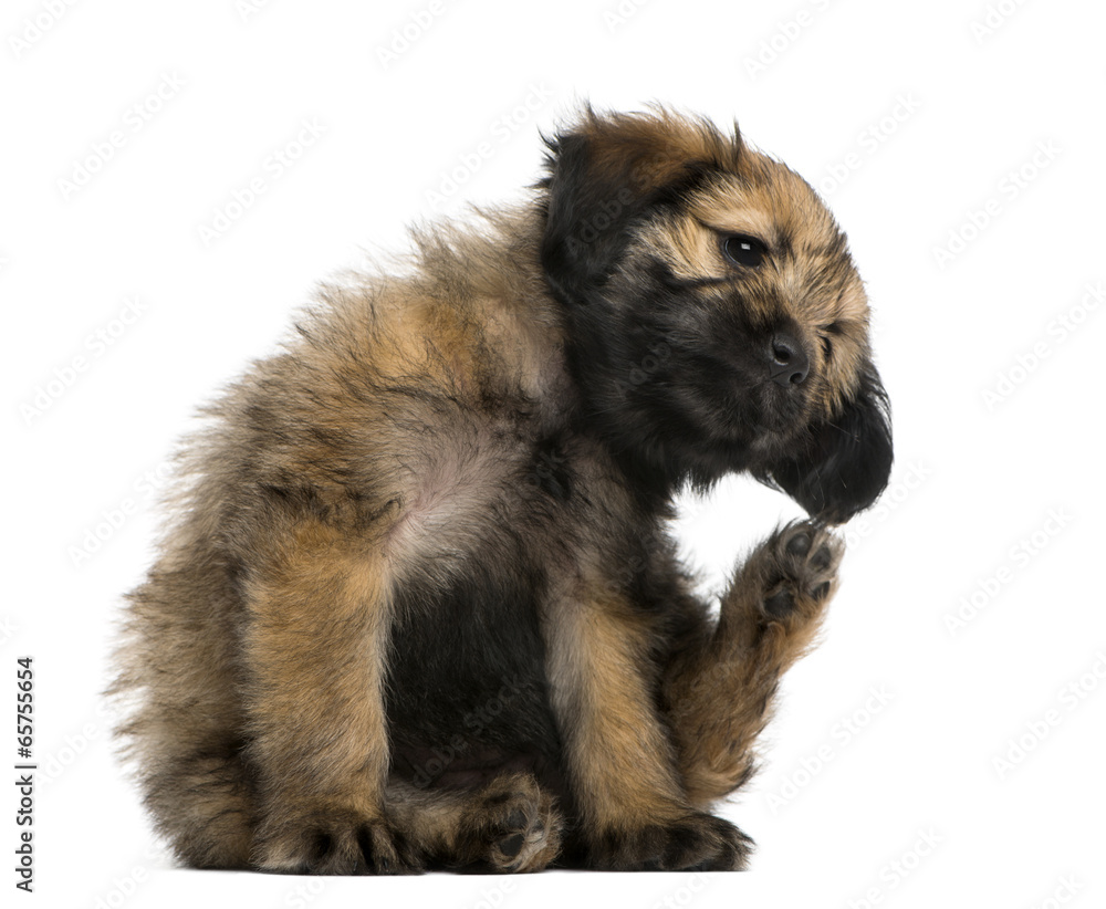Crossbreed puppy scratching itself (2 months old) Crossbreed puppy scratching itself (2 months old)