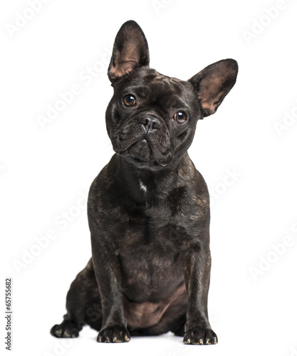 French Bulldog (1 years old) © Eric Isselée