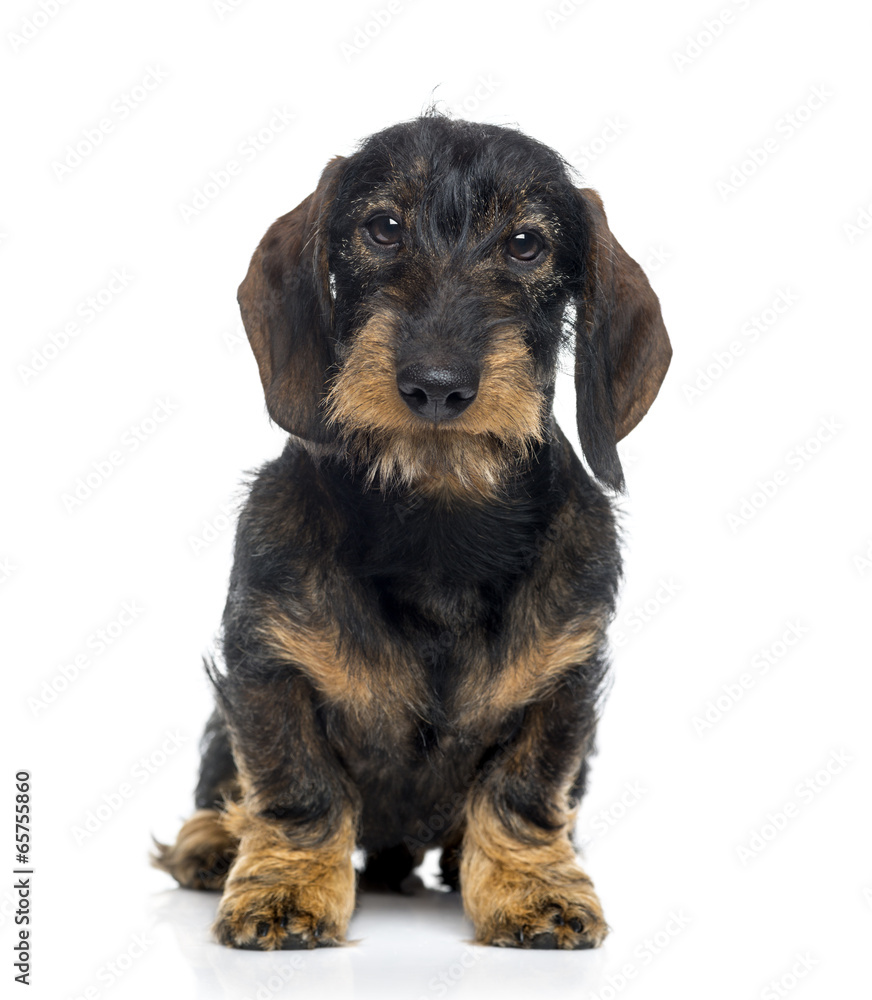 Dachshund puppy (6 months old) Dachshund puppy (6 months old)