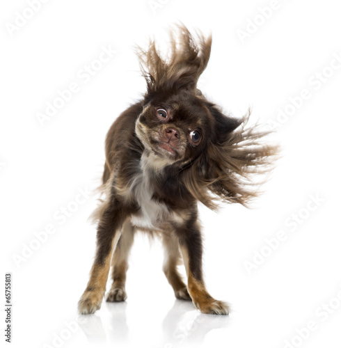 Chihuahua shaking itself photo