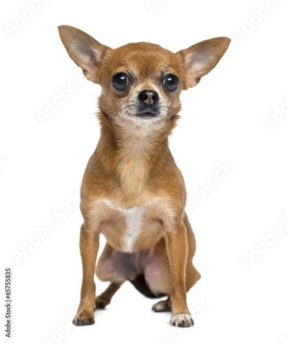 Chihuahua (1 year old)