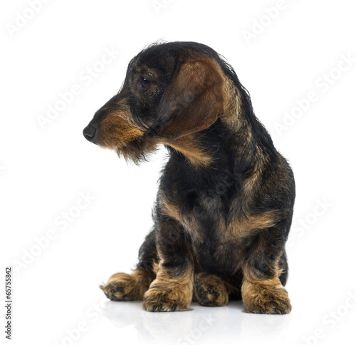 Dachshund puppy sulking (6 months old) © Eric Isselée