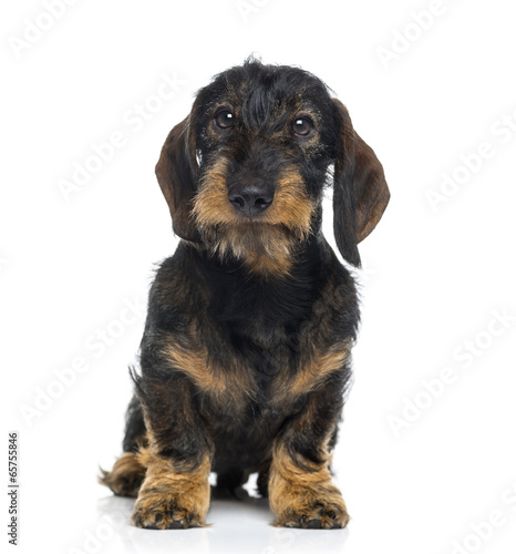 Fototapeta Naklejka Na Ścianę i Meble -  Dachshund puppy (6 months old)