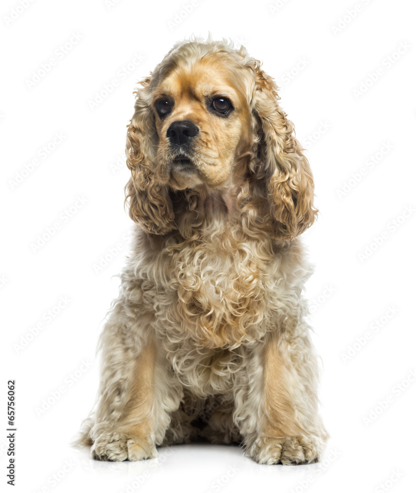 American Cocker Spaniel (1 year old) American Cocker Spaniel (1 year old)