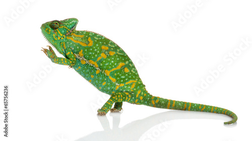 Yemen chameleon on hind legs - Chamaeleo calyptratus - isolated