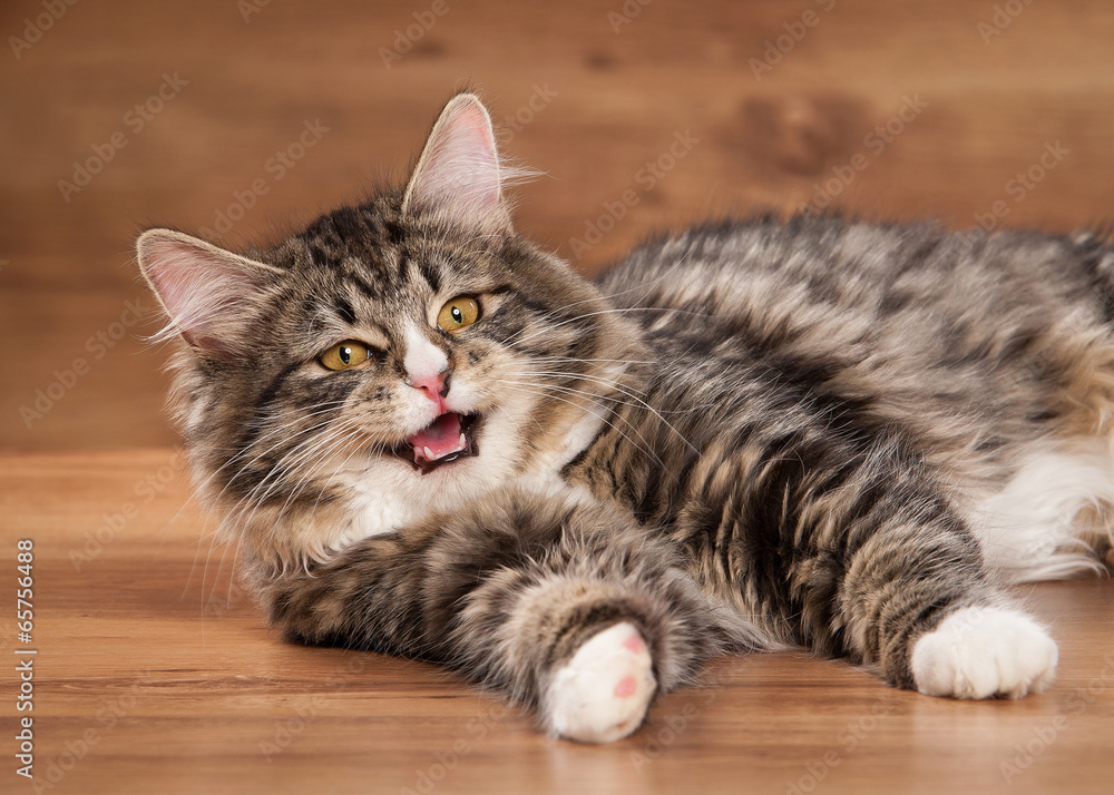 tortoise siberian kitten on wooden texture tortoise siberian kitten on wooden texture