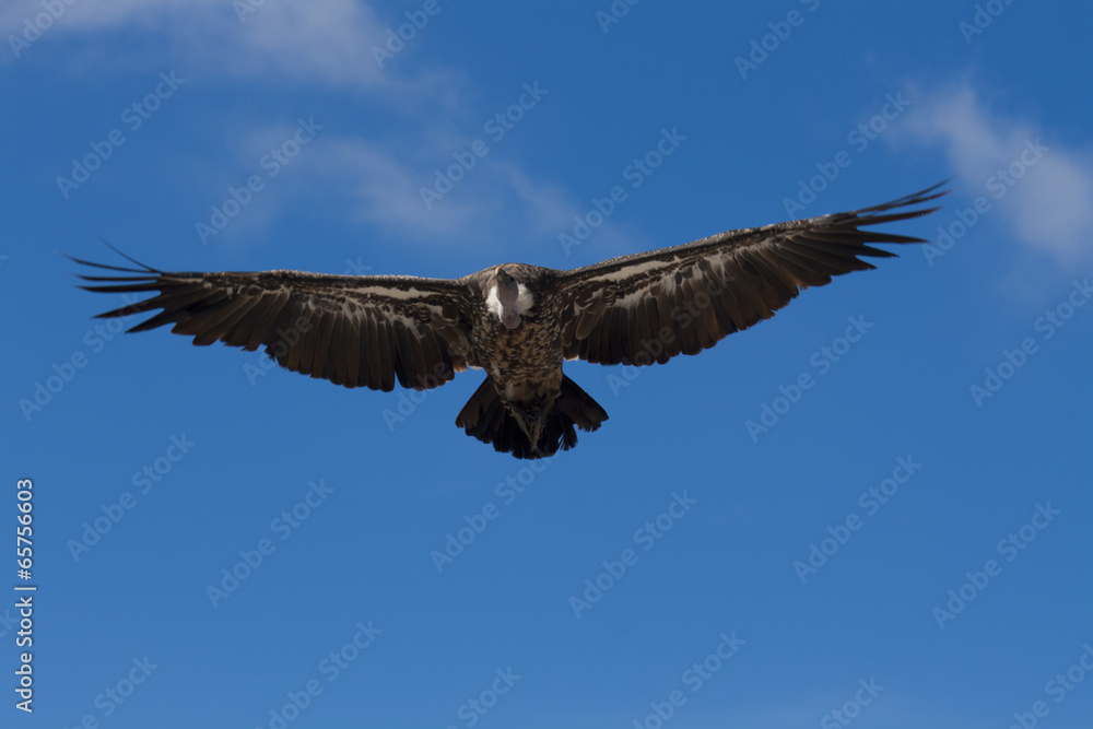 Obraz premium Eagle flying