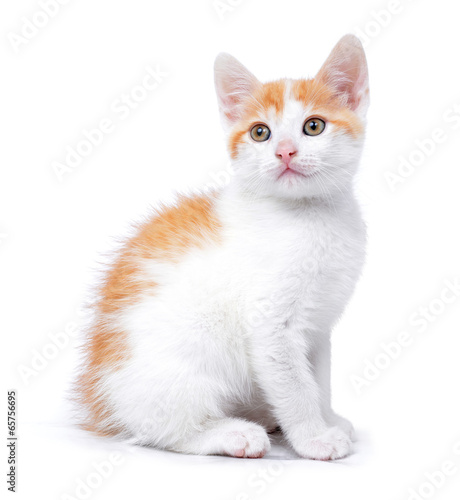 Small kitten isolated on white background