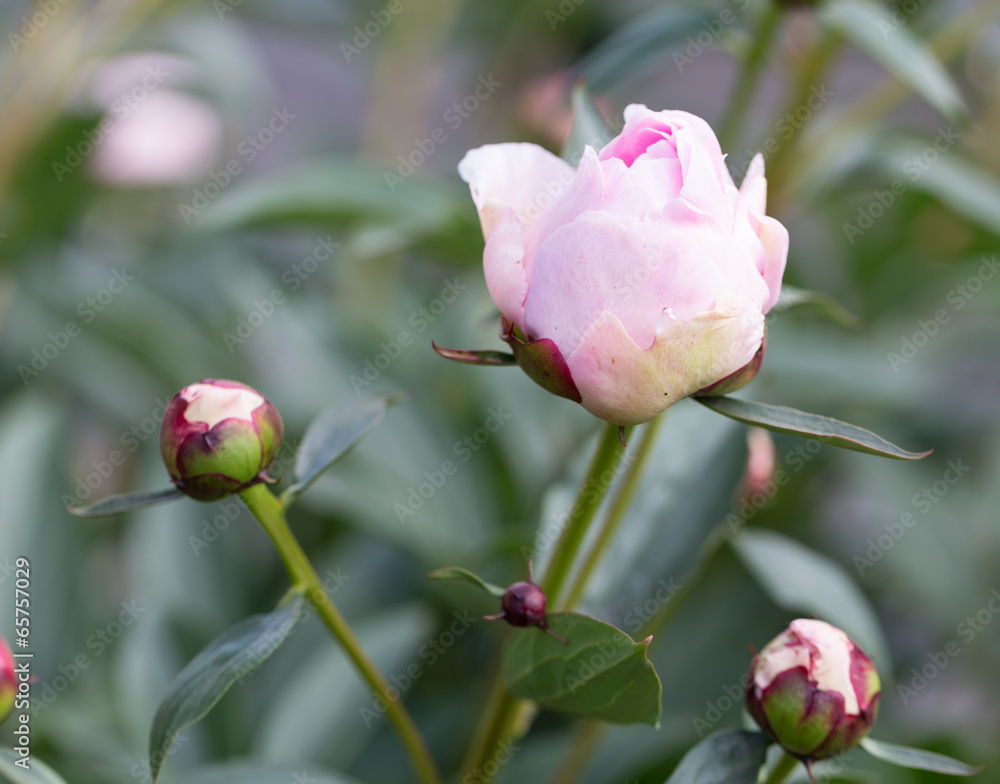 Rosa Pfingstrose im Garten in Blüte Rosa Pfingstrose im Garten in Blüte
