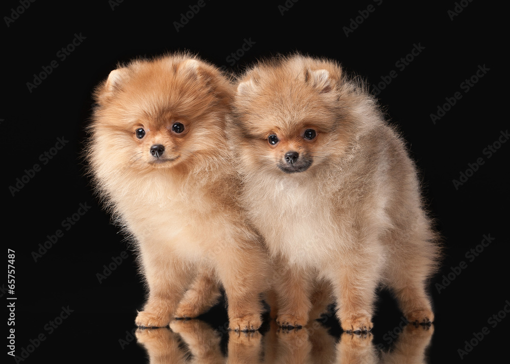 Two Pomeranian puppies on black background Two Pomeranian puppies on black background