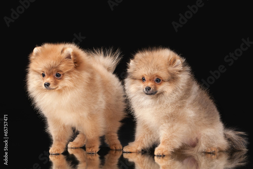 Two Pomeranian puppies on black background © dionoanomalia