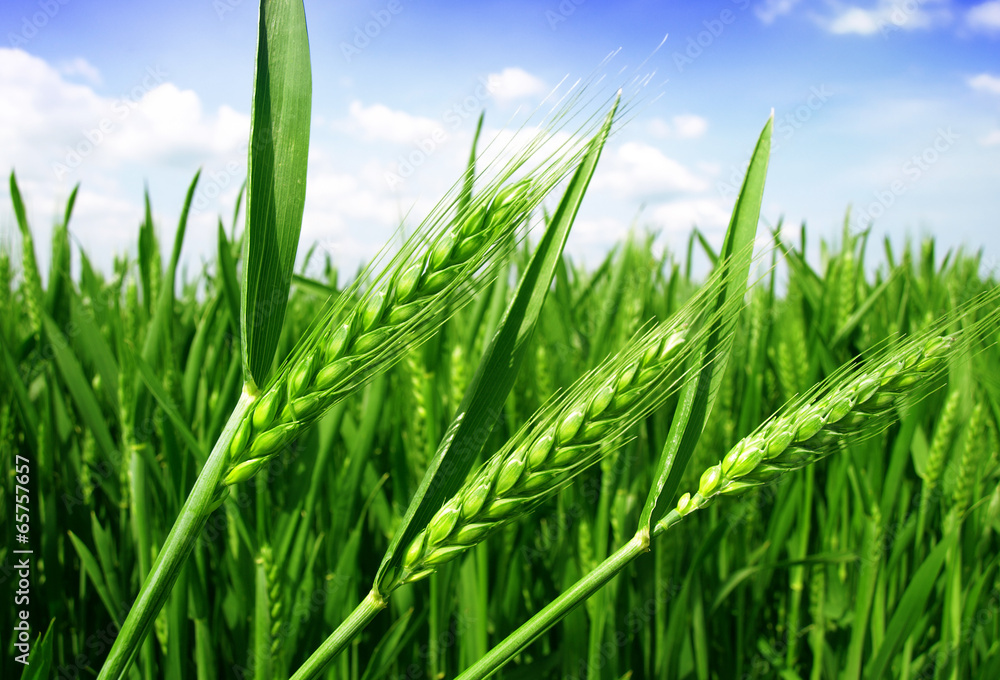 Fototapeta premium green wheat field and blue cloudy sky