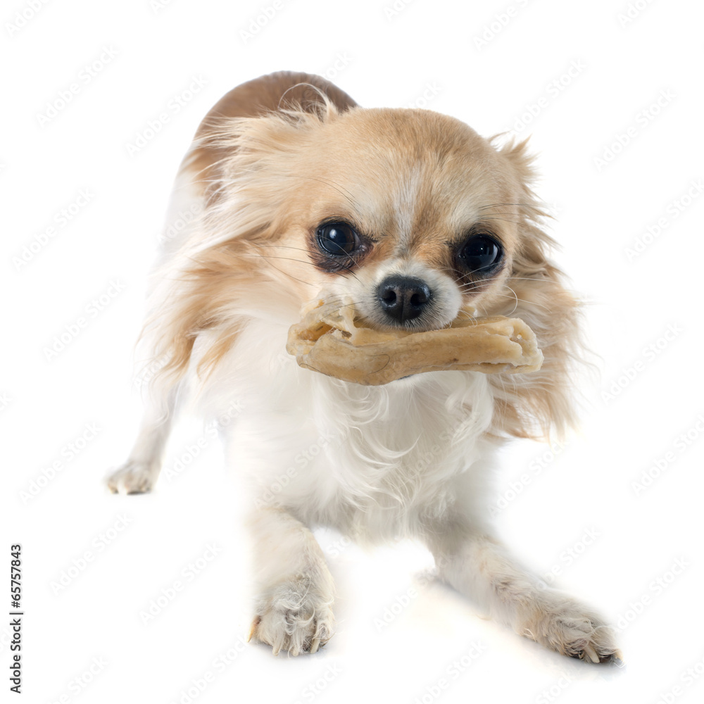 chihuahua and bone chihuahua and bone