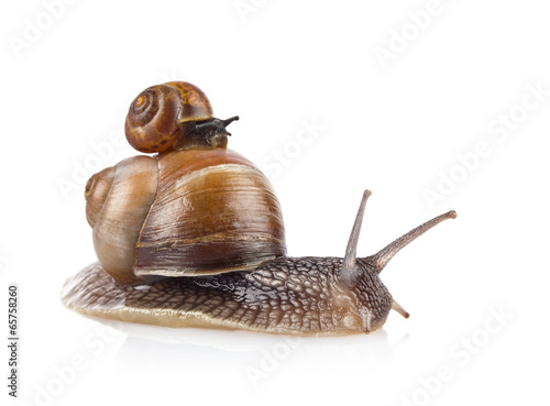 Garden snail (Helix aspersa) taxi isolated on white background