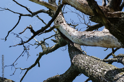 dry diseased tree branches on blue sky background