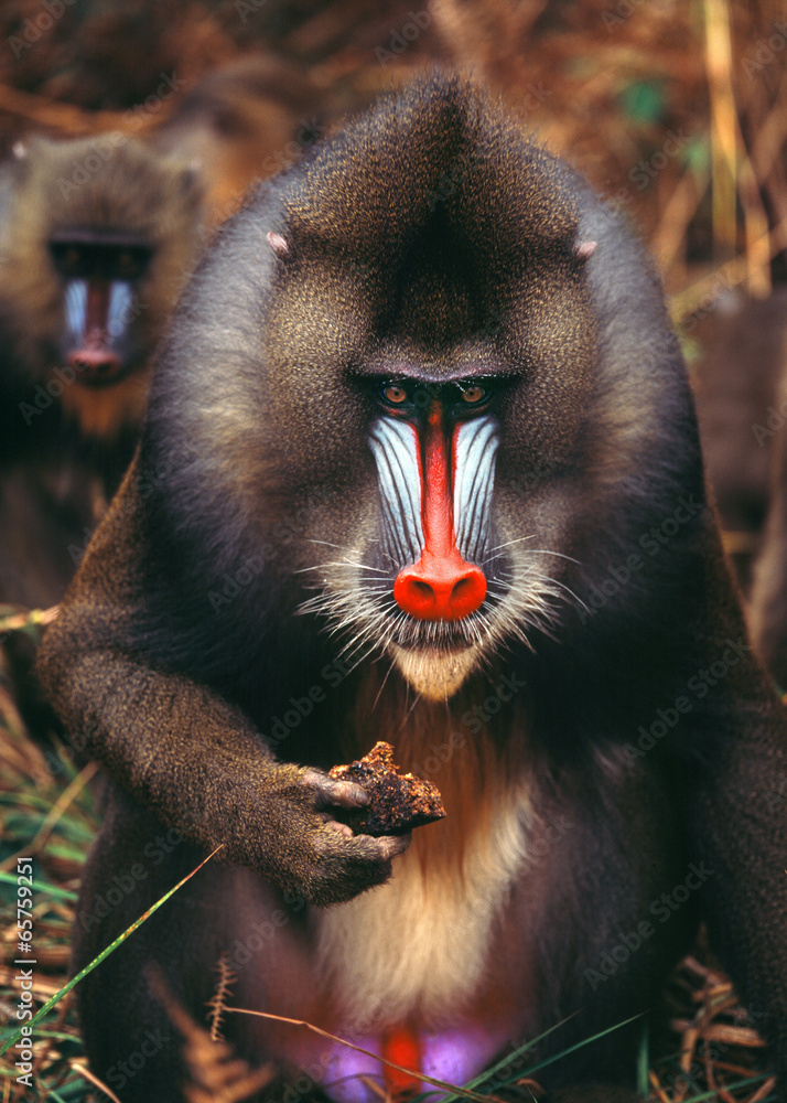 Fototapeta premium mandrill