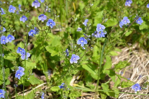 Ehrenpreis Veronica photo