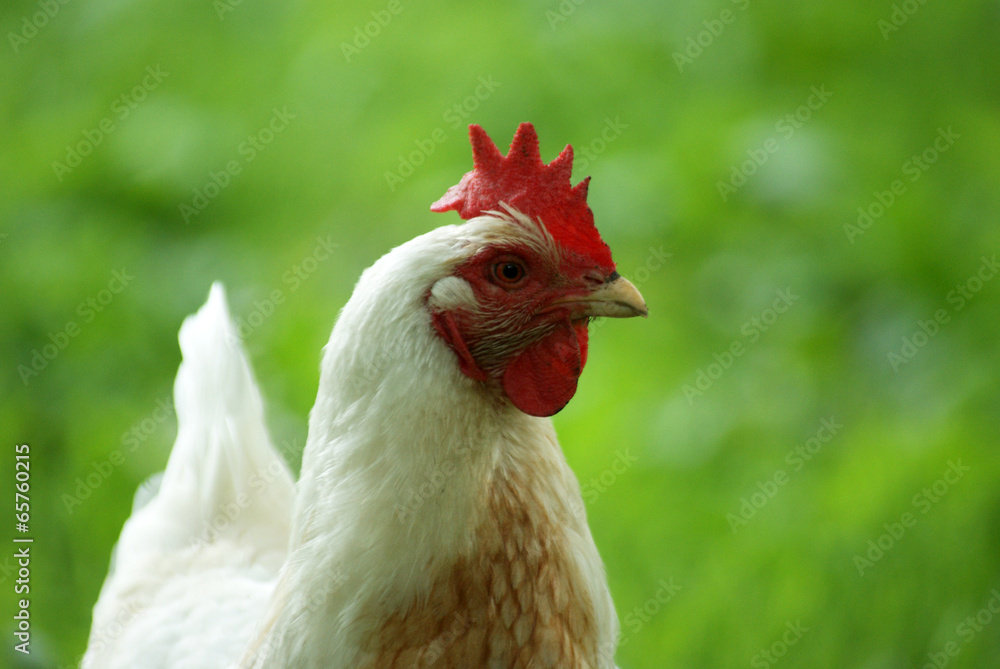 Fototapeta premium white chicken in the grass - close up