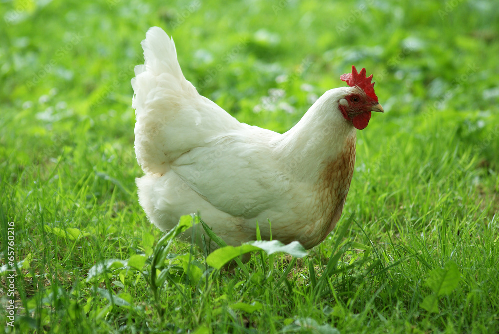 Fototapeta premium white chicken in the grass - close up