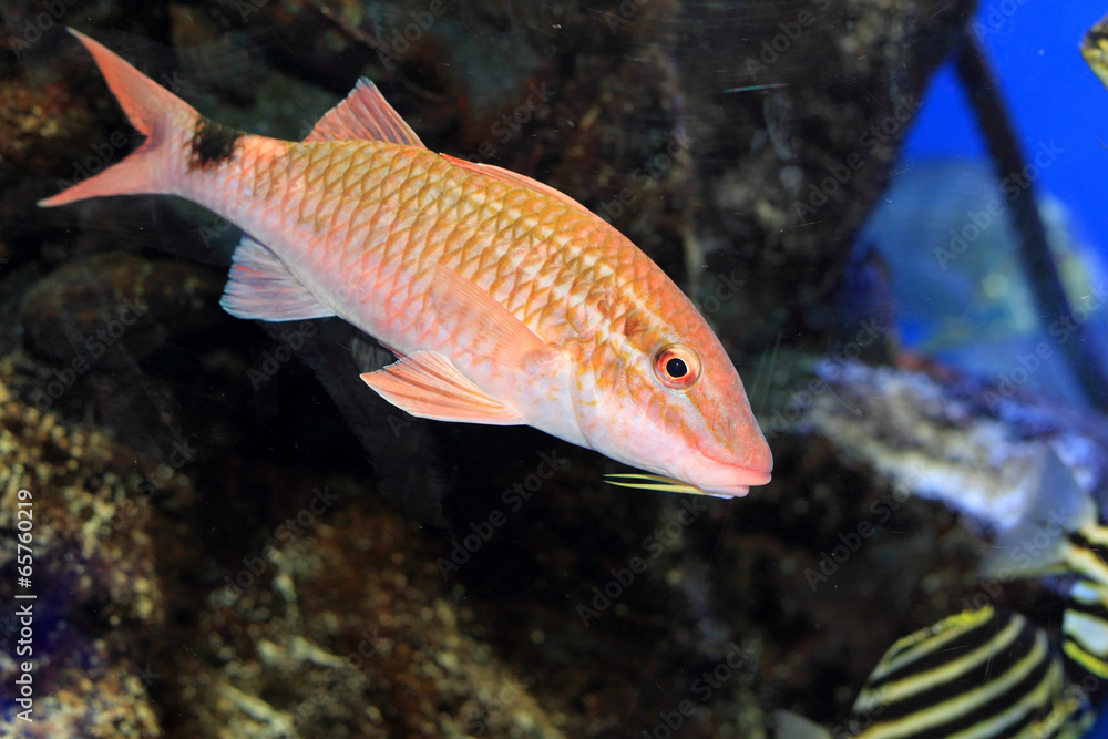 Whitesaddle goatfish (Parupeneus ciliatus) in Japan Whitesaddle goatfish (Parupeneus ciliatus) in Japan