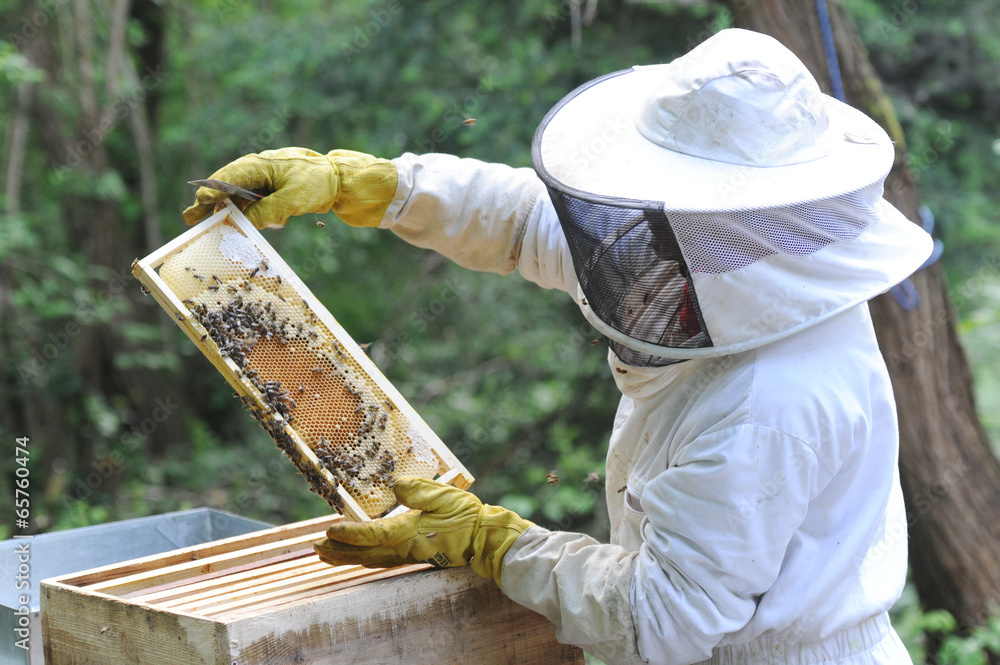 Obraz premium apiculteur