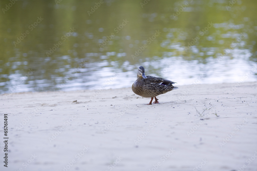 Duck goes on a beach along a reservoir Duck goes on a beach along a reservoir