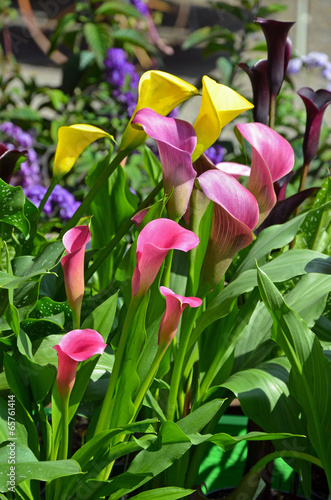 Fototapeta Naklejka Na Ścianę i Meble -  Multicolored calla lilies garden