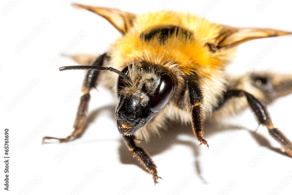 Bumblebee Bumblebee