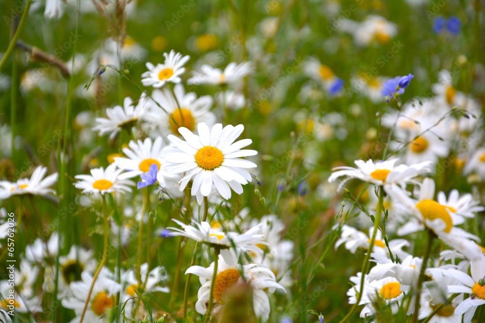 Margeriten und Kornblumen