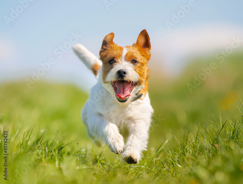 Obraz na plátne Jack Russell Terrier dog