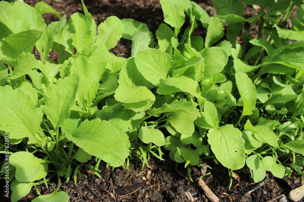plants de radis et carottes plants de radis et carottes