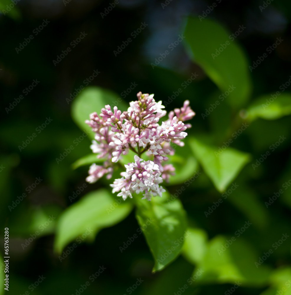 Lilac Lilac
