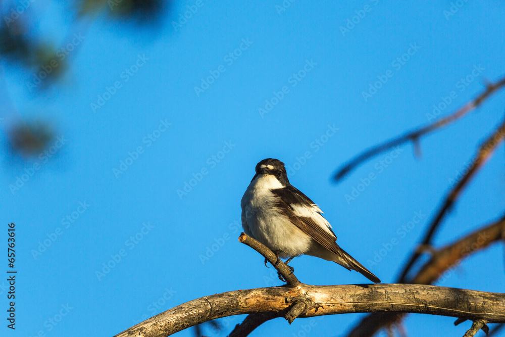 Obraz premium Pied Flycatcher