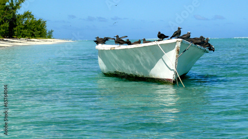 L'île aux Cocos, oiseaux sur une barque, île Rodrigues photo