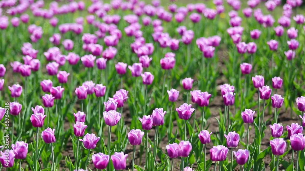 purple with white border tulips blooming varieties of Arabian My purple with white border tulips blooming varieties of Arabian My