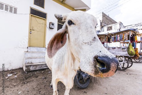 cows resting in the midday heat at the street photo