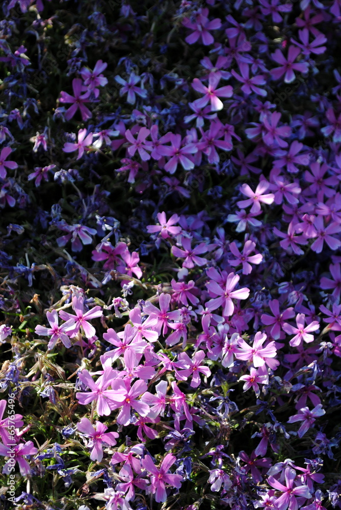 Naklejka premium flammenblumen phlox douglasii