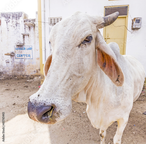 cows resting in the midday heat at the street photo