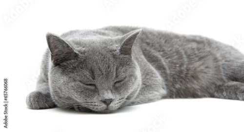 sleeping gray cat (breed scottish-straight) on a white backgroun