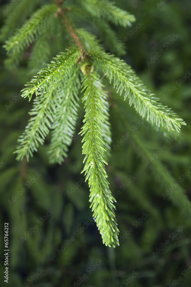 Fir twig. Fir twig.