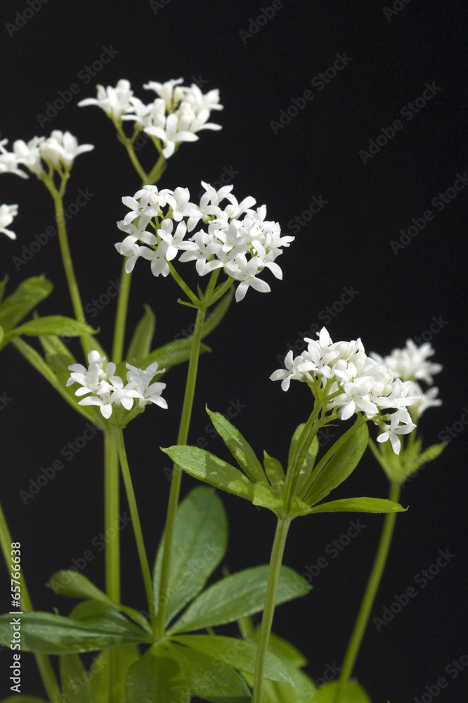 Waldmeister; Galium odoratum; Waldmeisterblueten, Waldmeister; Galium odoratum; Waldmeisterblueten,