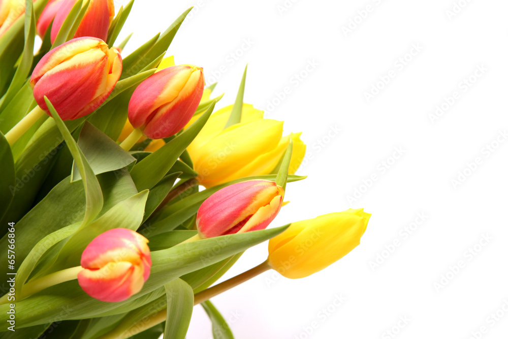 Orange Gelbe Tulpen