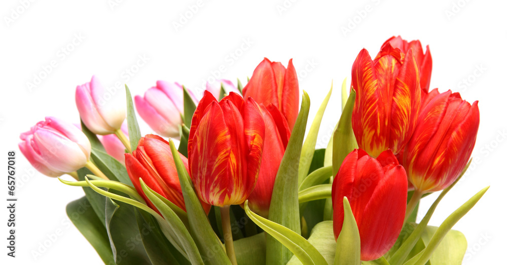 Naklejka premium Rot Gelbe Tulpe