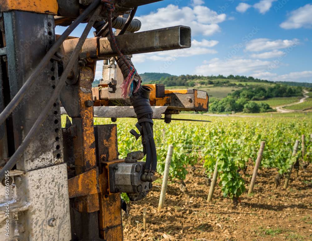 rognage des vignes rognage des vignes