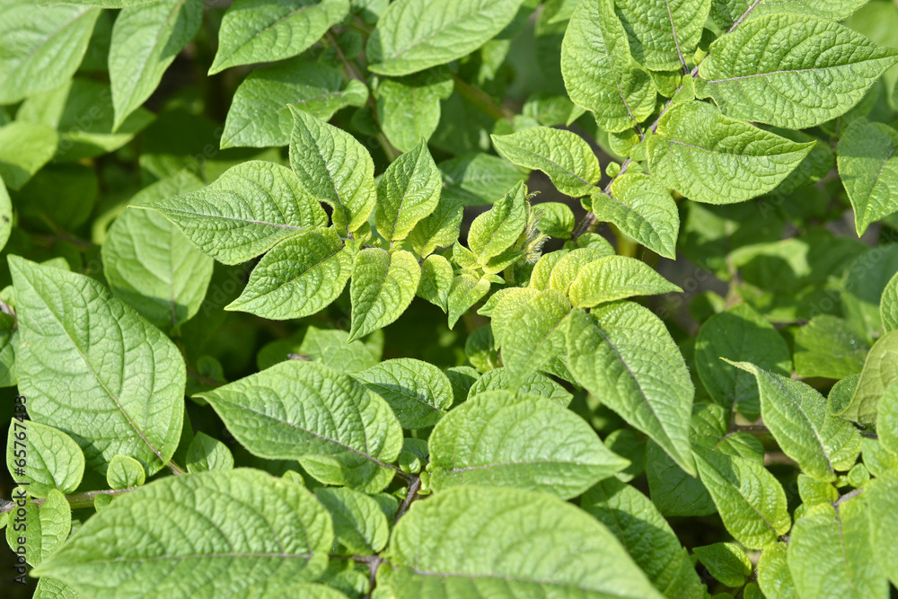 Leaves of a potato plant. Leaves of a potato plant.