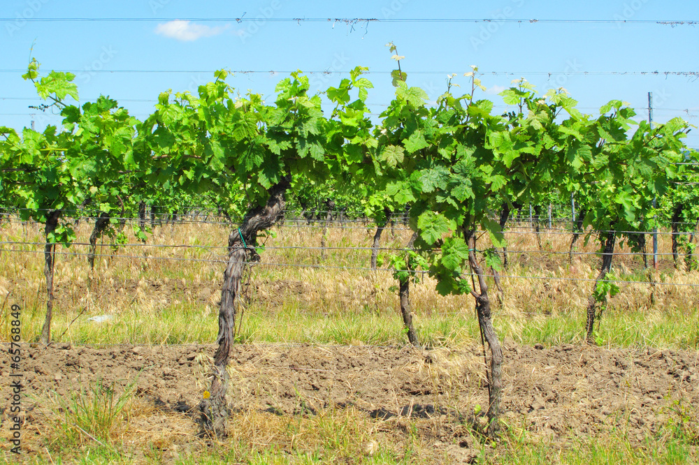 Vitis vinifera trees on vineyard. South Moravia, Czech republic.