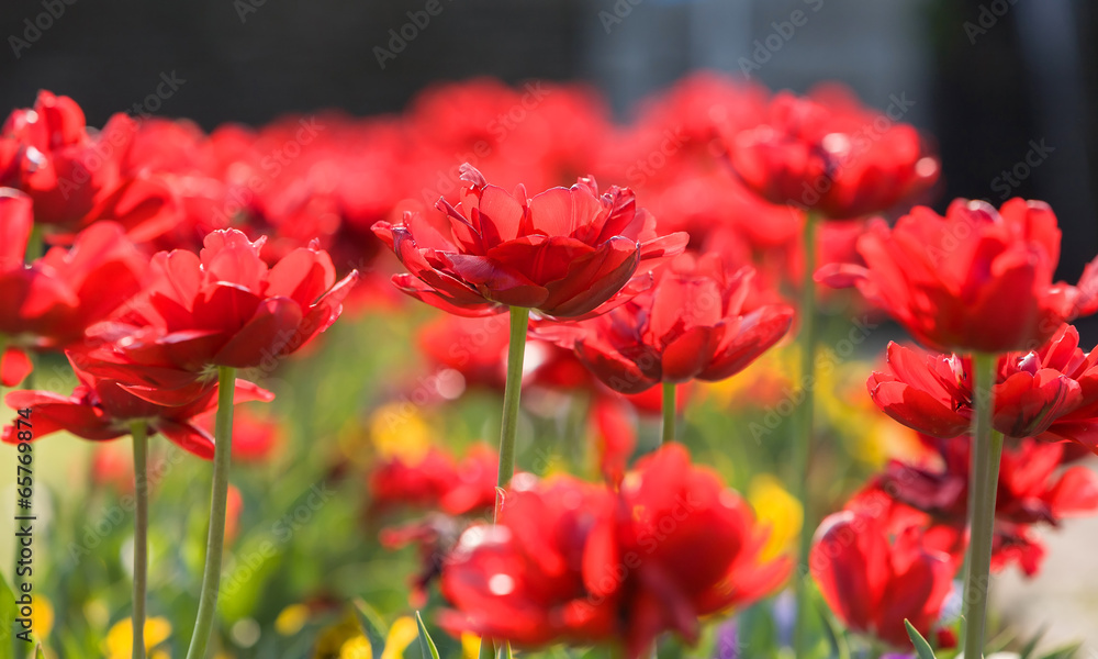 red tulip stems outdoor red tulip stems outdoor