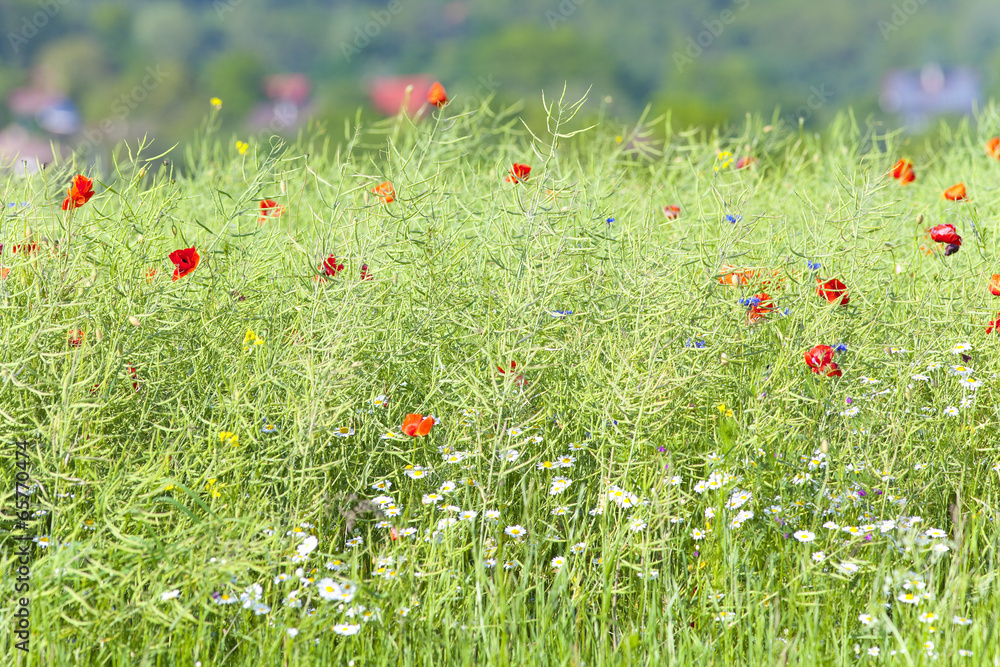 Wild Flowers on the Meadow