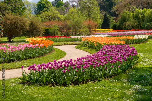 multicolor field tulips