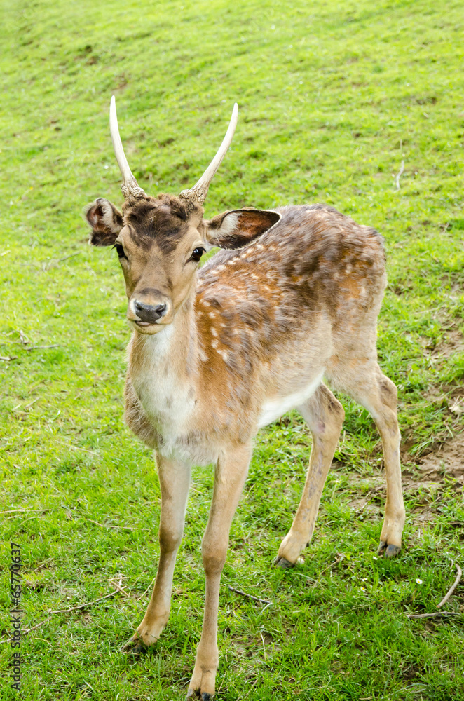 Naklejka premium deer